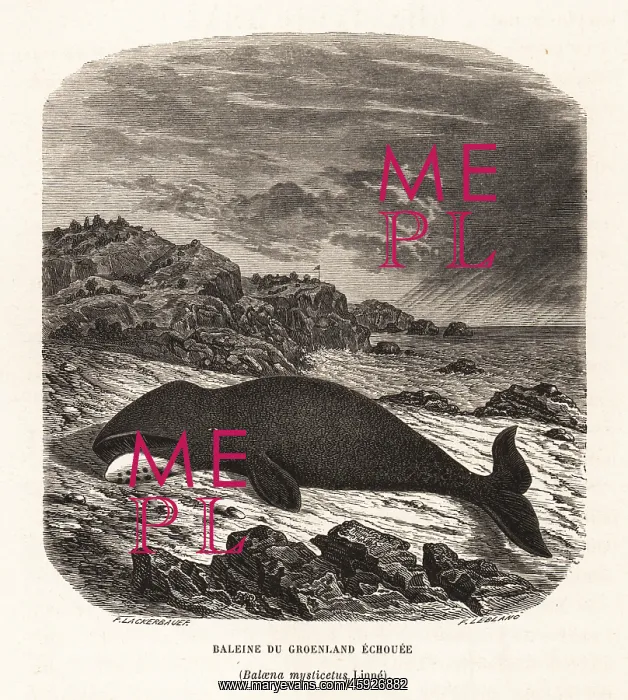 : Bowhead whale beached on a rocky shore : Bowhead whale beached on a rocky shore