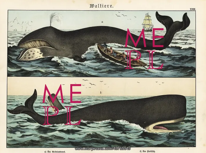 : Bowhead whale and cachelot : Bowhead whale and cachelot