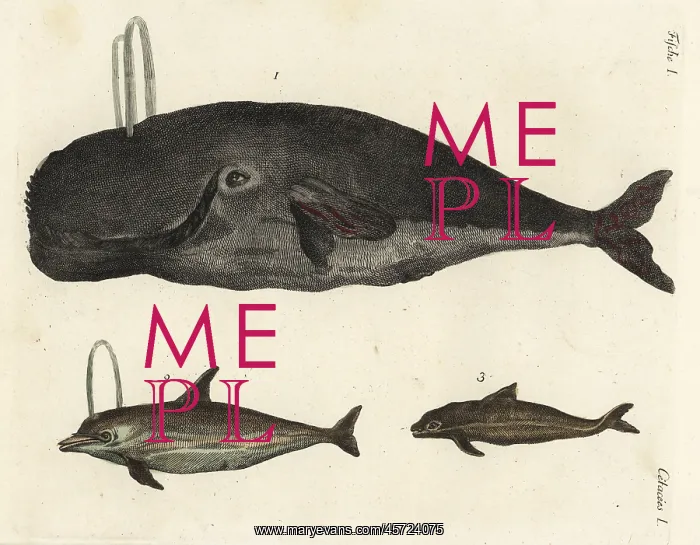 : Bowhead whale, dolphin and porpoise : Bowhead whale, dolphin and porpoise