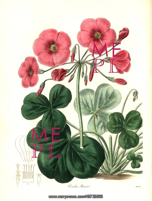 : Bowie's oxalis, Oxalis bowiei : Bowie's oxalis, Oxalis bowiei