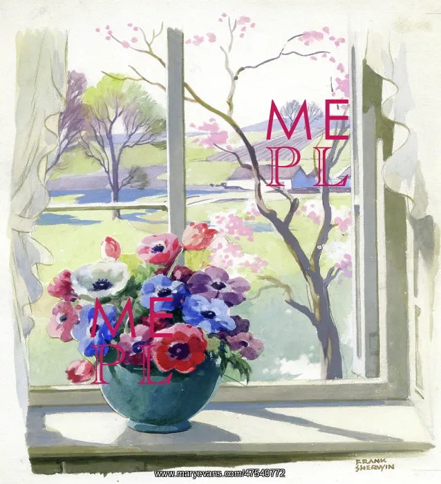 : Bowl of Anemones on window sill : Bowl of Anemones on window sill