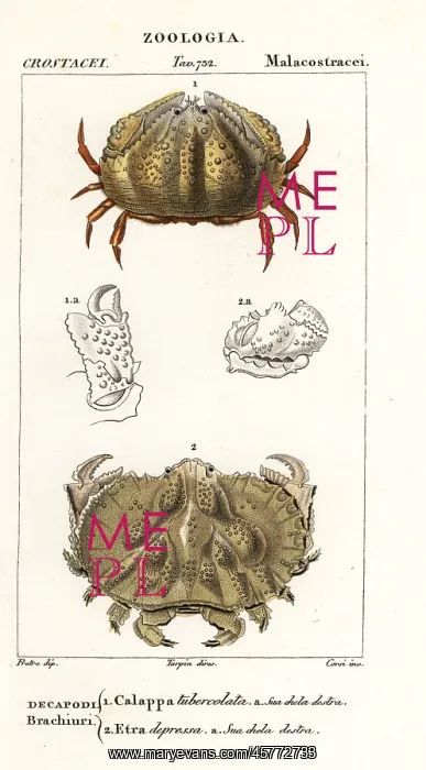 : Box crab and Aethra crab : Box crab and Aethra crab