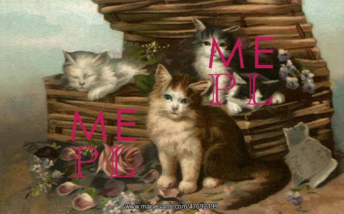  : Box of Kittens