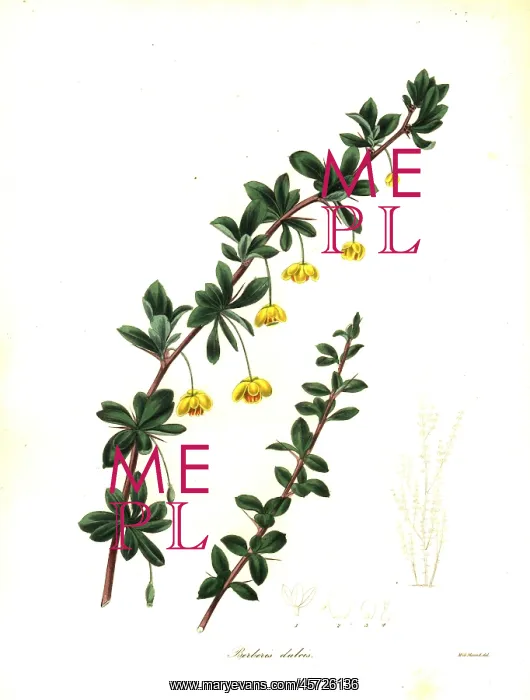 : Box-leaved barberry, Berberis microphylla : Box-leaved barberry, Berberis microphylla