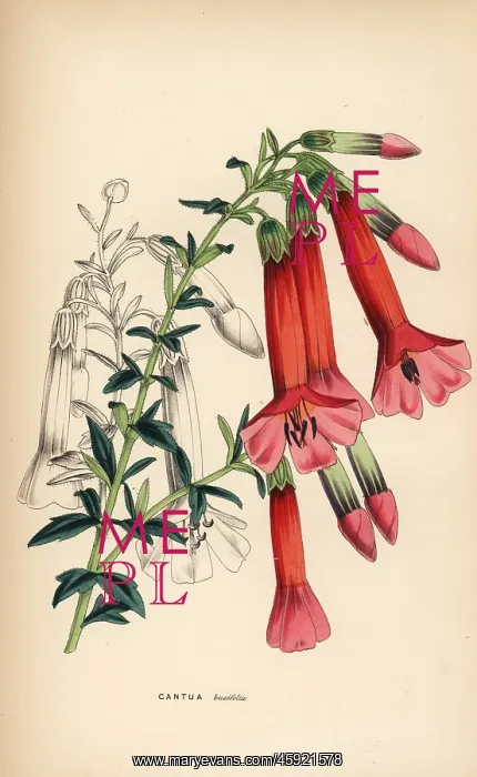 : Box-leaved cantua or magic flower of the Incas : Box-leaved cantua or magic flower of the Incas