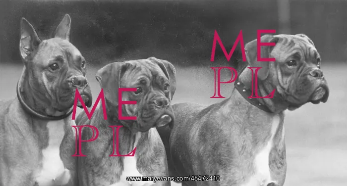: Boxer - 3 Heads - 1937 : Boxer - 3 Heads - 1937