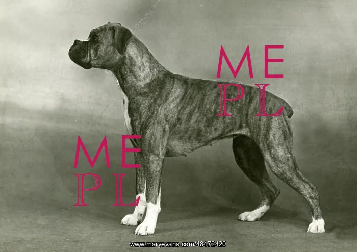  : BOXER / BOBBY SOX / 1949