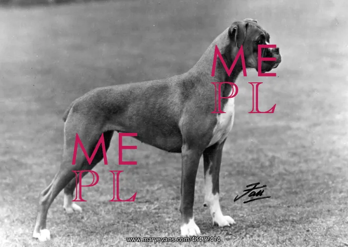 : BOXER / BREAKSTONES / 1948 : BOXER / BREAKSTONES / 1948
