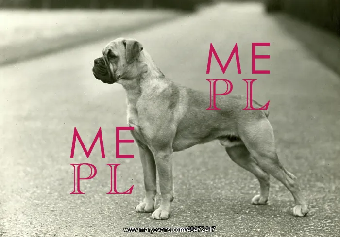  : BOXER / CUCKMERE KUNZLE