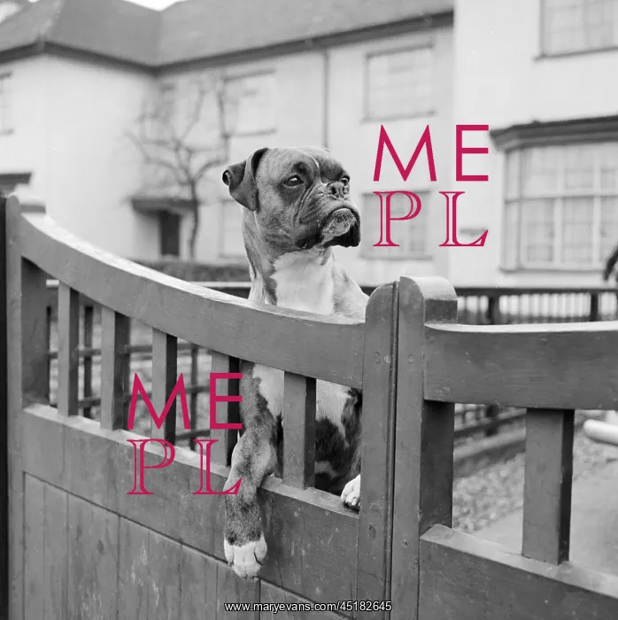 : Boxer Dog. A boxer dog looking over the garden gate of a house : Boxer Dog. A boxer dog looking over the garden gate of a house
