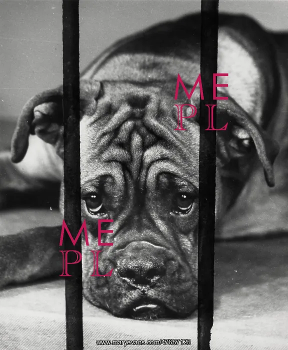  : Boxer dog behind bars