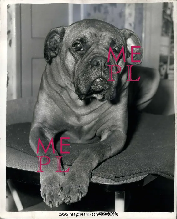 : Boxer dog changes from male to female : Boxer dog changes from male to female