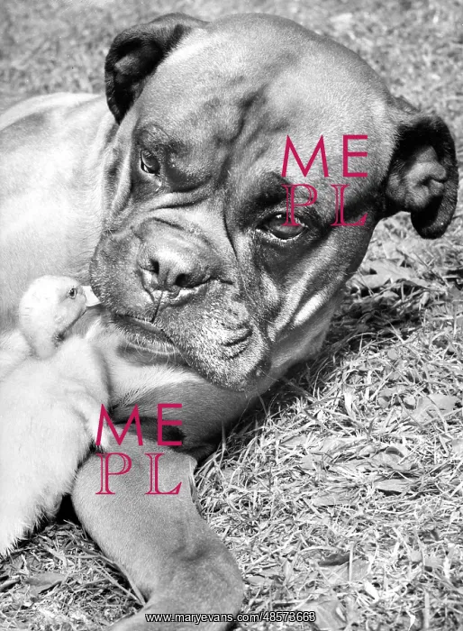  : Boxer dog and Duckling