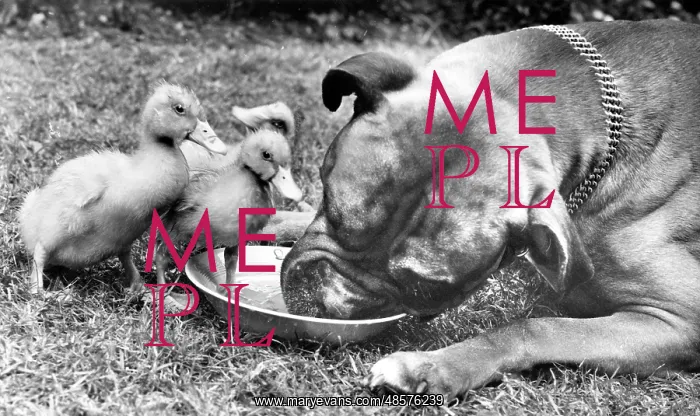  : Boxer dog and ducklings