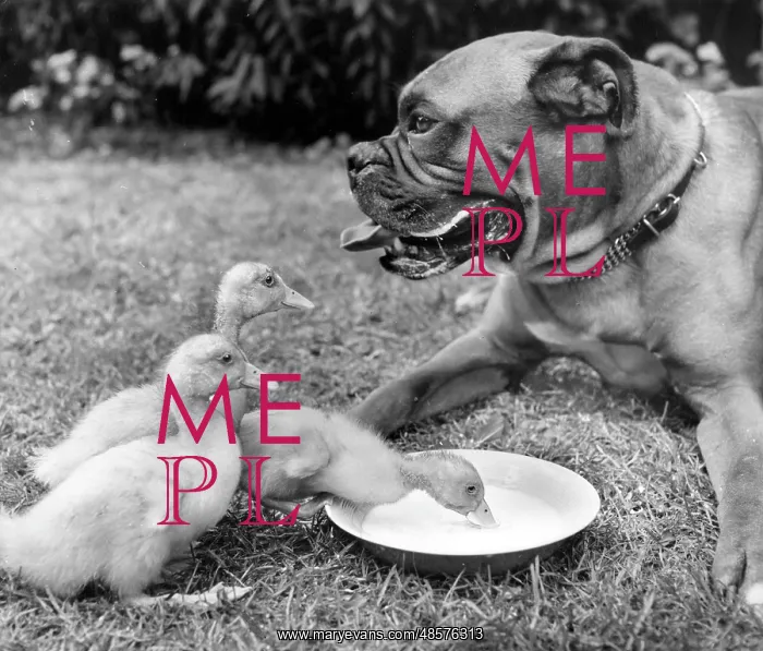  : Boxer dog and ducklings
