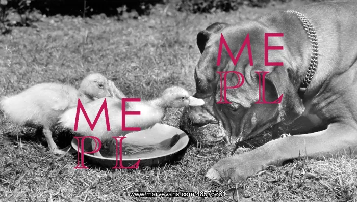  : Boxer dog and ducklings