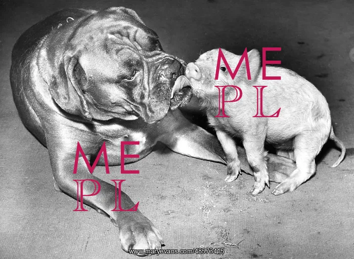  : Boxer dog and Piglet