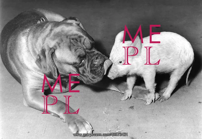  : Boxer dog and Piglet