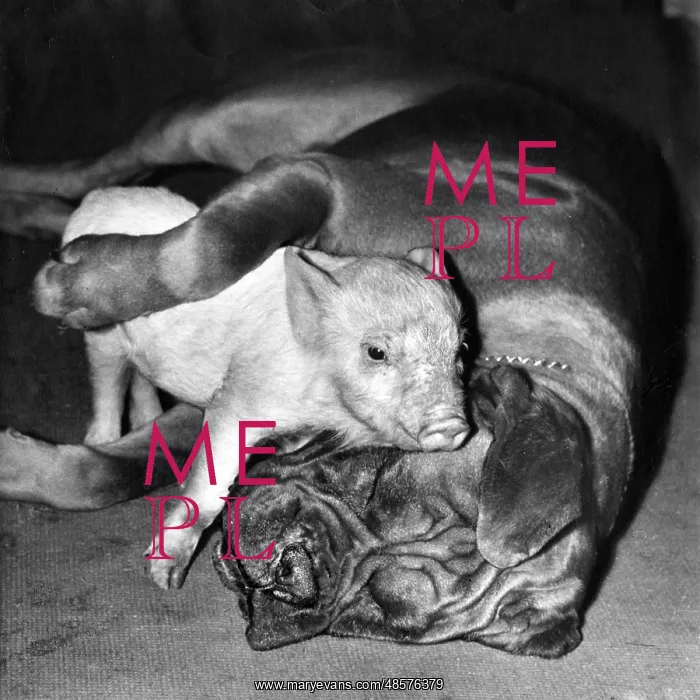  : Boxer dog and Piglet