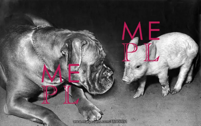  : Boxer dog and Piglet