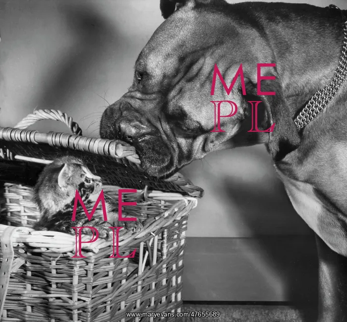 : Boxer dog with tabby kitten in a basket : Boxer dog with tabby kitten in a basket