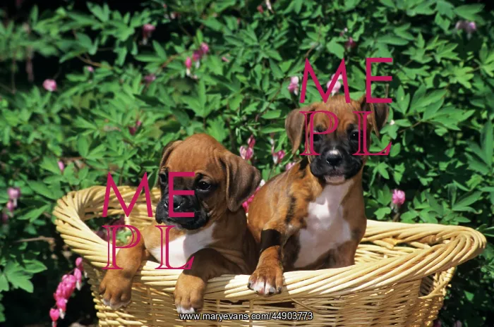  : TWO BOXER PUPPIES IN BASKET