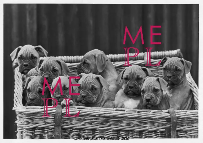 : BOXER / PUPPIES IN BASKET : BOXER / PUPPIES IN BASKET