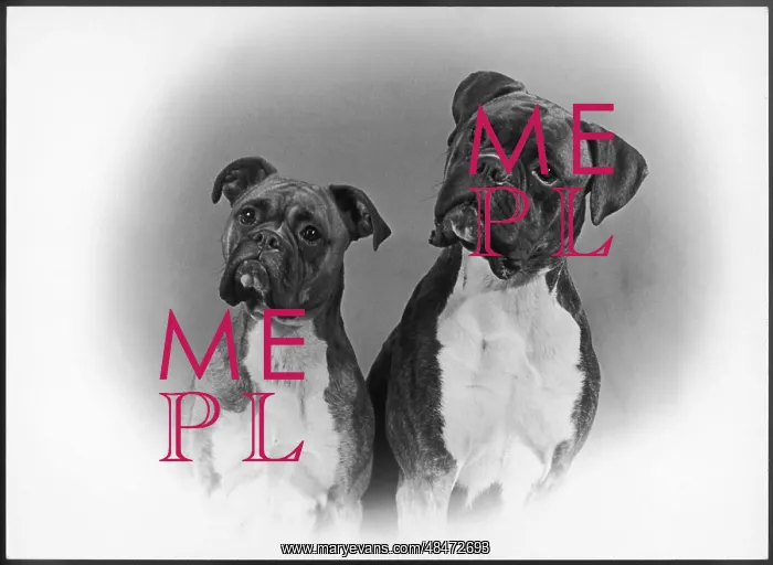  : BOXER / TWO HEADS / 1953
