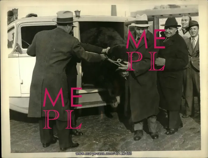 : Boxing. Dec. 12, 1935 - DEMPSEY GETS ANOTHER PRIZE (A STEER) New York, Dec : Boxing. Dec. 12, 1935 - DEMPSEY GETS ANOTHER PRIZE (A STEER) New York, Dec