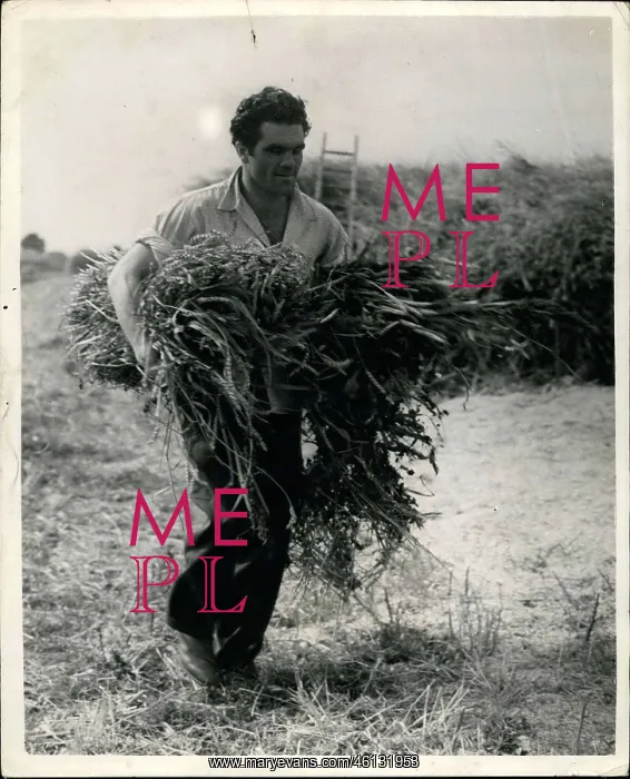 : Boxing. Sep. 01, 1947 - Freddie Mills - Part Time Farm-Worker : Boxing. Sep. 01, 1947 - Freddie Mills - Part Time Farm-Worker