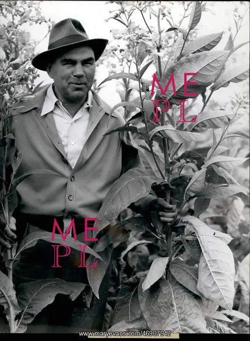 : Boxing. Sep. 09, 1955 - Max Schmeling planting tobacco. : Boxing. Sep. 09, 1955 - Max Schmeling planting tobacco.