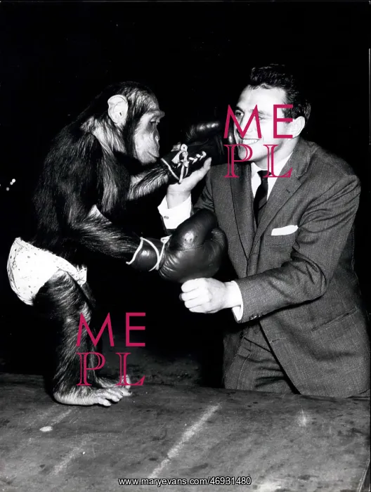 : Boxing. Apr. 30, 1959 - A special kind of boxing match : Boxing. Apr. 30, 1959 - A special kind of boxing match