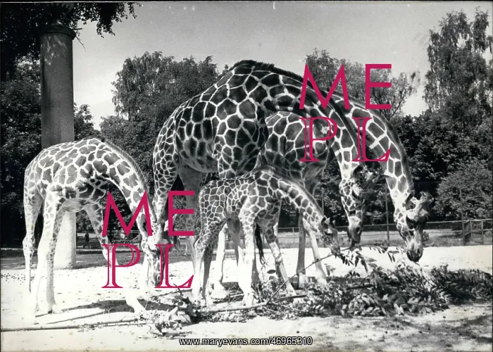 : Boxing. Mar. 02 These giraffes have a nice picture for the family album : Boxing. Mar. 02 These giraffes have a nice picture for the family album