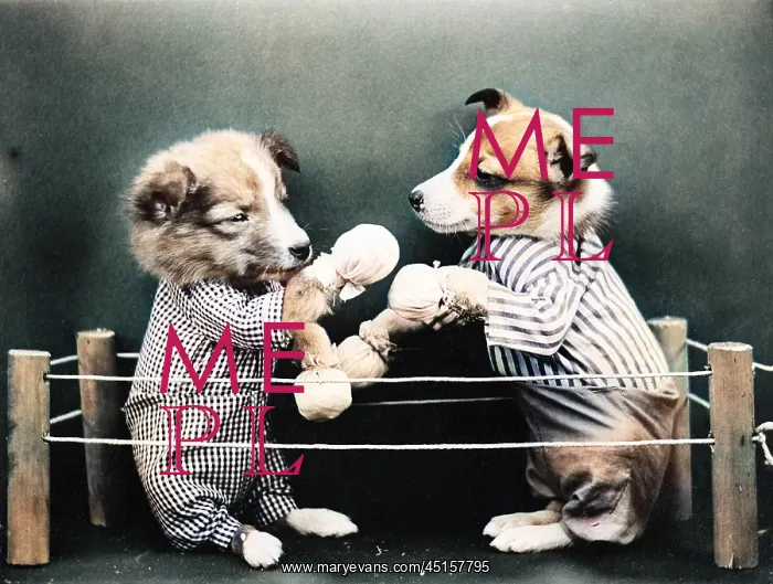  : BOXING DOGS