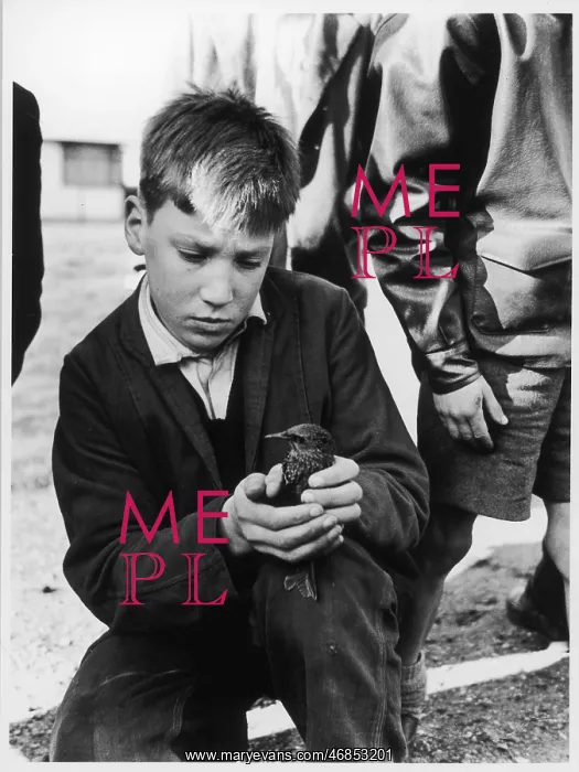 : BOY WITH BIRD : BOY WITH BIRD