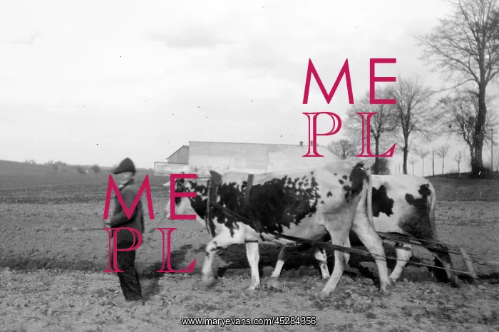  : Boy with bullock plough in Austria