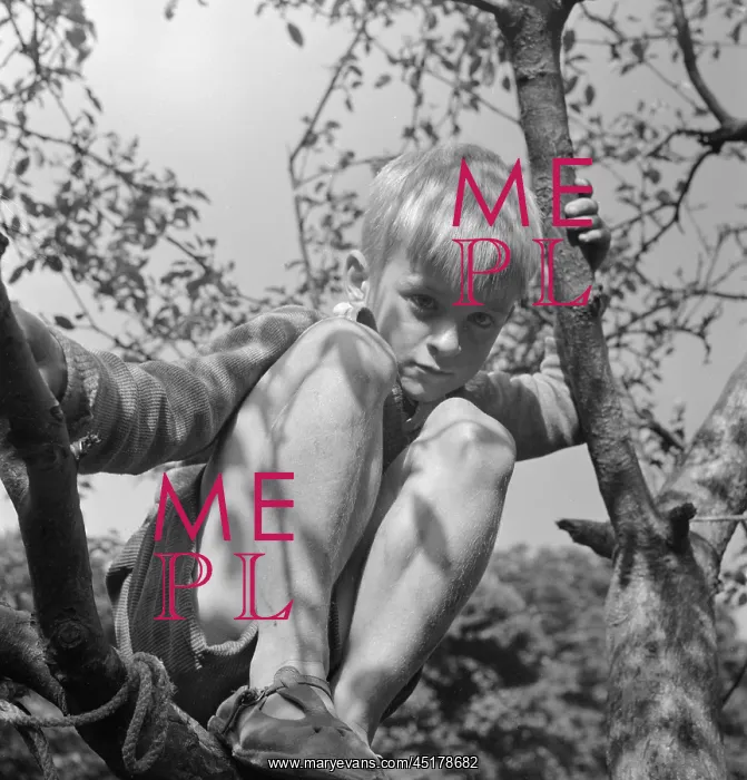 : Boy climbing a tree : Boy climbing a tree