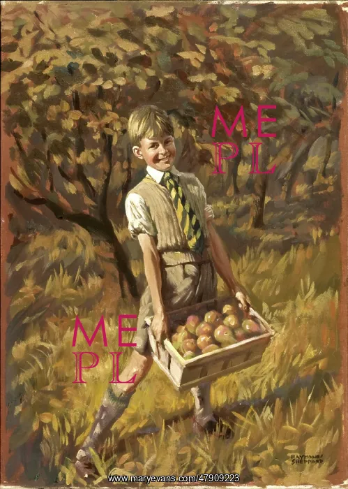 : Boy collecting apples : Boy collecting apples