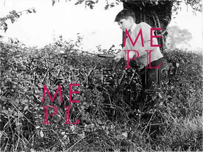 : BOY CUTTING A HEDGE : BOY CUTTING A HEDGE