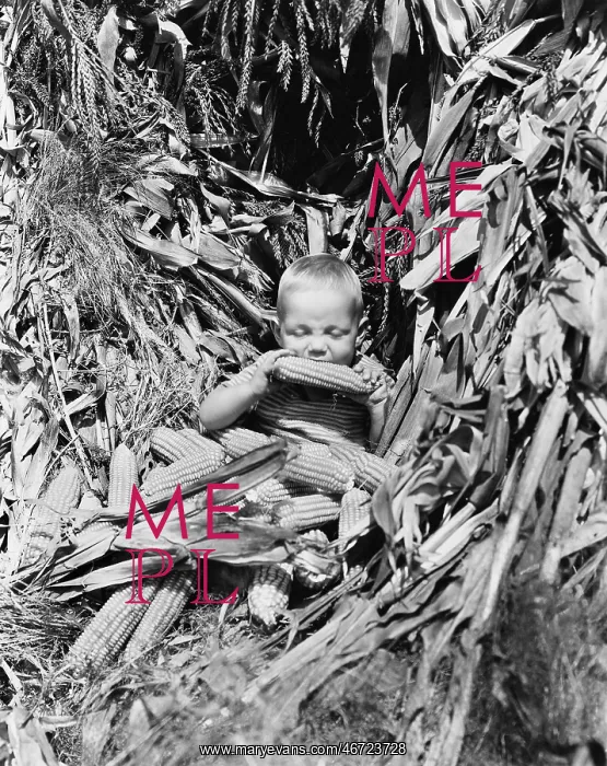 : Boy eating a corn cob in a corn field : Boy eating a corn cob in a corn field