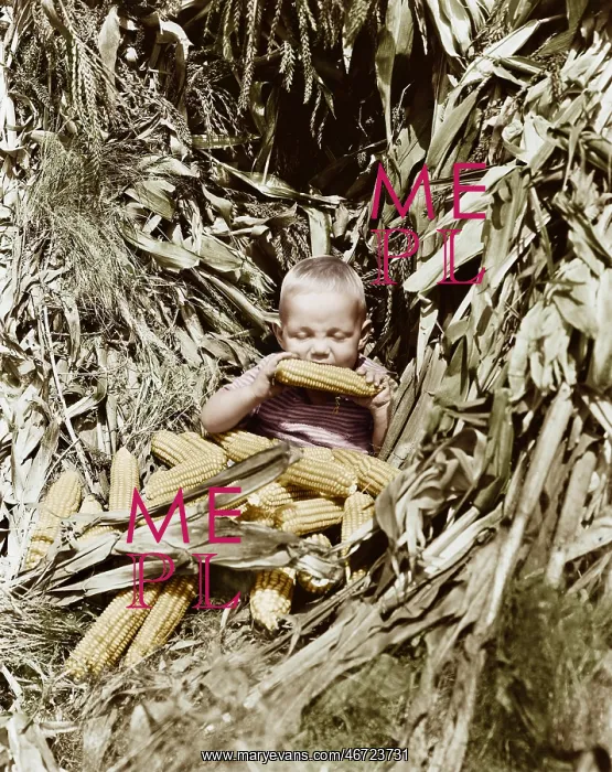 : Boy eating a corn cob in a corn field : Boy eating a corn cob in a corn field