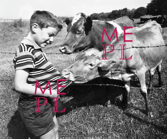 : Boy encounters two cows in a field : Boy encounters two cows in a field