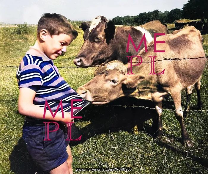 : Boy encounters two cows in a field : Boy encounters two cows in a field