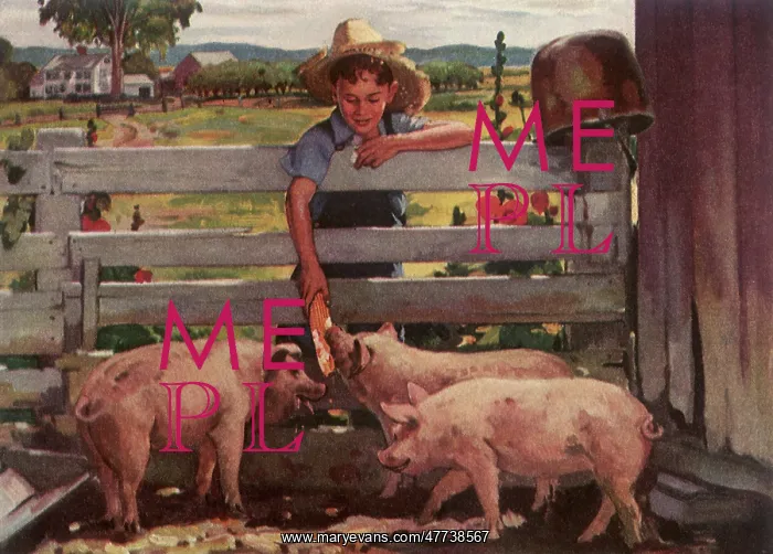  : Boy feeds Corn to Pigs
