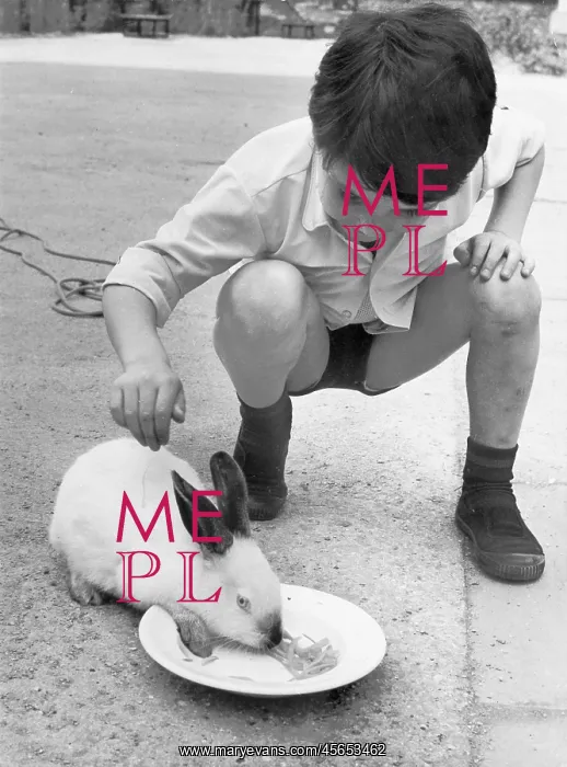  : BOY FEEDS RABBIT C1950S