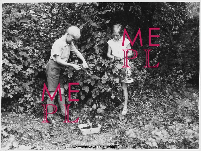  : BOY / GIRL PICK FRUIT 1950