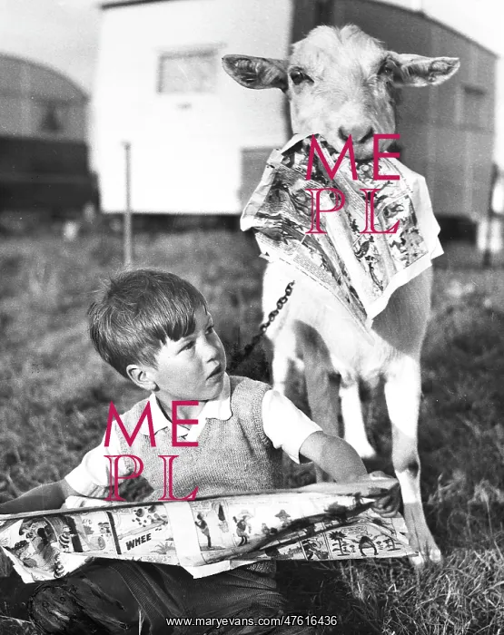 : Boy and goat with comic magazine : Boy and goat with comic magazine