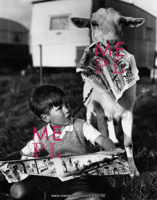 : Boy and goat with comic magazine : Boy and goat with comic magazine