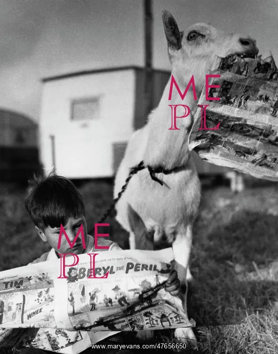 : Boy and goat with comic magazine : Boy and goat with comic magazine