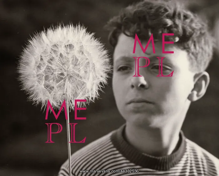 : Boy looking at a dandelion clock : Boy looking at a dandelion clock